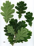 SpeciesSub: Fastigiata Group SpeciesSub: Fastigiata Group